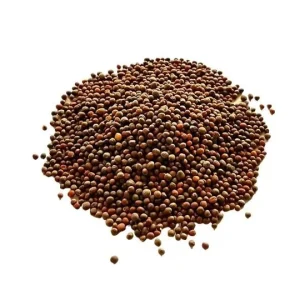 Waltham 29 Organic Broccoli Seeds - Heirloom, Cold Hardy, Spring & Fall - Image 2