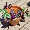 Wandering Jew Cuttings - 2 Live Indoor Plant Varieties - Purple & Silver - Image 1