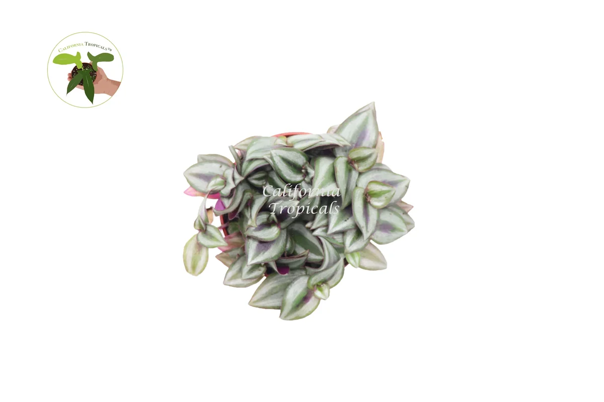 Wandering Jew Live Plant – Tradescantia – 4 inch Potted Houseplant - Image 2