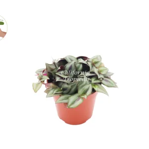 Wandering Jew Live Plant – Tradescantia – 4 inch Potted Houseplant - Image 1