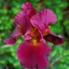 War Chief Reblooming Bearded Iris - Iris Germanica Bareroot Plant - Ruby Red, Zones 3-9 - Image 1
