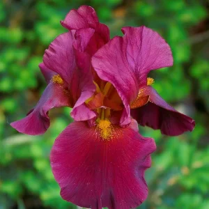 War Chief Reblooming Bearded Iris - Iris Germanica Bareroot Plant - Ruby Red, Zones 3-9 - Image 1