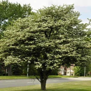 Washington Hawthorn Tree Live Plant 18-24 Inches Tall, 2-3 Years Old, Outdoor - Image 3
