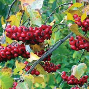 Washington Hawthorn Tree Live Plant - 18-24