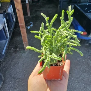 Watch Chain Succulent Crassula Muscosa Live Plant 2in & 4in Pots Indoor - Image 4