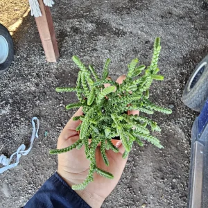 Watch Chain Succulent Crassula Muscosa Live Plant 2in & 4in Pots Indoor - Image 5