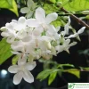 Water Jasmine Live Plant - Mai Chieu Thuy - 3 Gallon Pot, 1-2 Feet Tall - Image 1