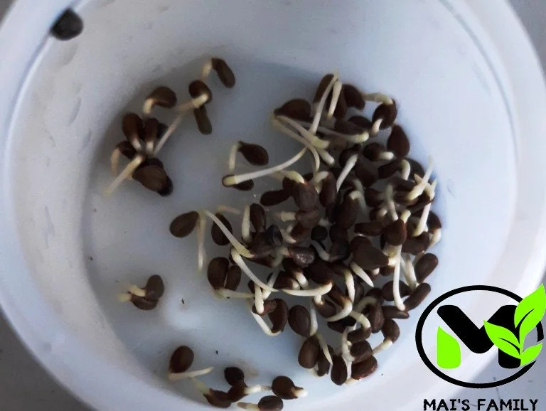 Water Mimosa Seeds - Neptunia oleracea Aquatic Sensitive Plant Seeds - Image 3