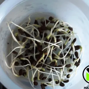 Water Mimosa Seeds - Neptunia oleracea Aquatic Sensitive Plant Seeds - Image 4