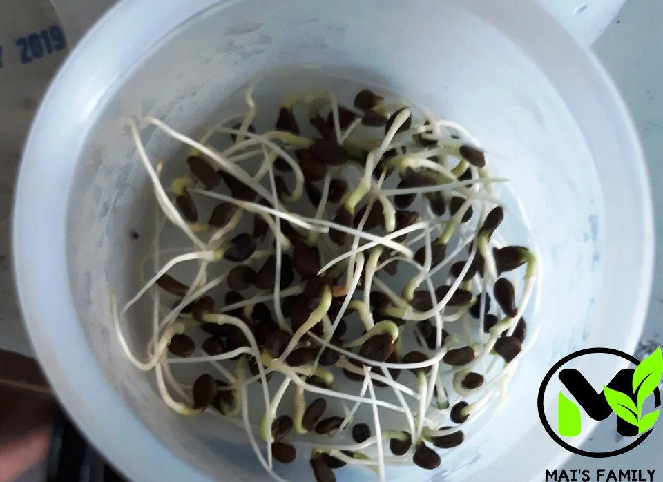 Water Mimosa Seeds - Neptunia oleracea Aquatic Sensitive Plant Seeds - Image 4