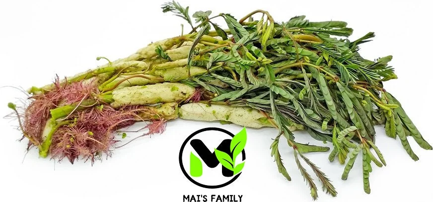 Water Mimosa Seeds - Neptunia oleracea Aquatic Sensitive Plant Seeds - Image 1