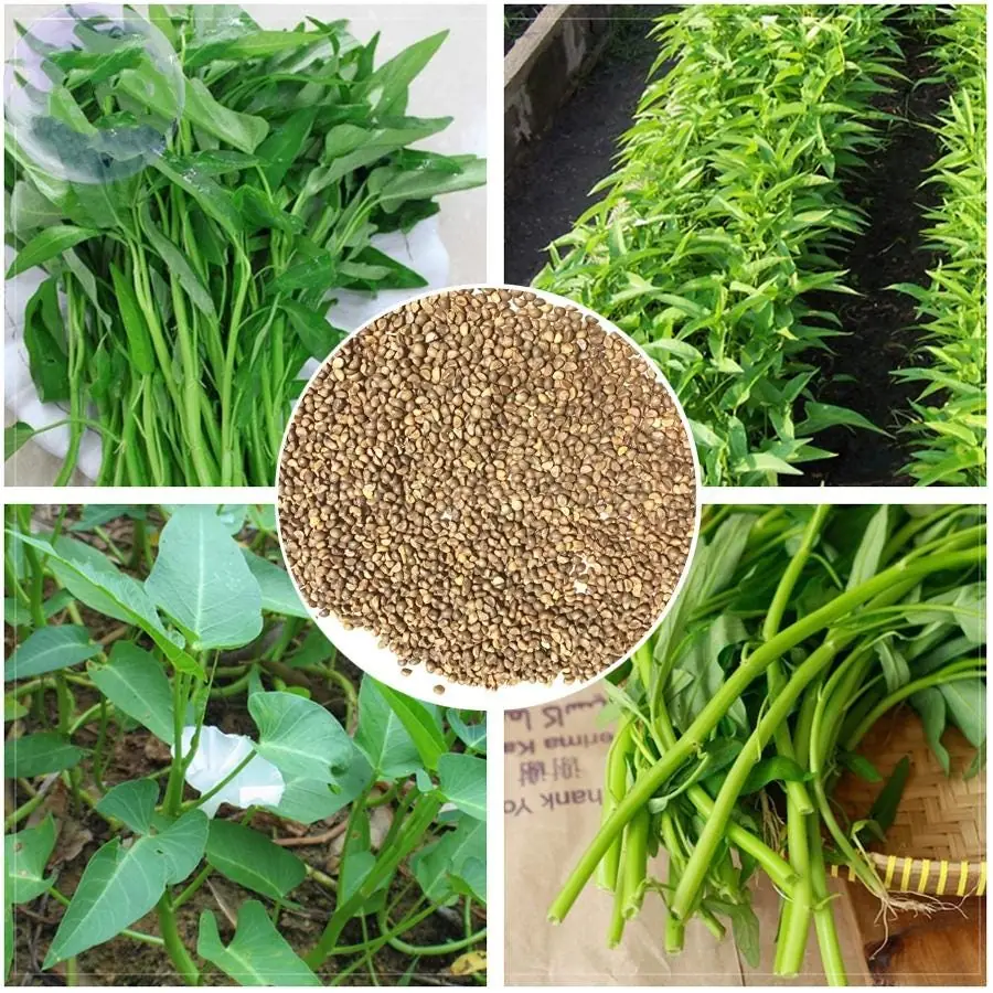 Water Spinach Seeds - Kangkong, Ong Choy, Rau Muống - Edible Vegetable Seeds - Image 2