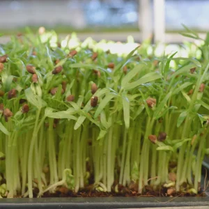 Water Spinach Seeds - Kangkong, Ong Choy, Rau Muống - Edible Vegetable Seeds - Image 3