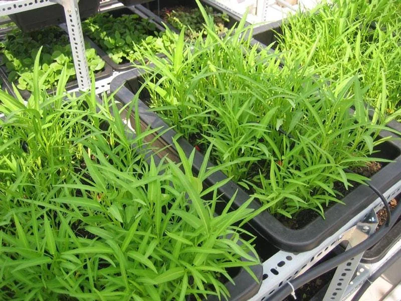 Water Spinach Seeds - Kangkong, Ong Choy, Rau Muống - Edible Vegetable Seeds - Image 4