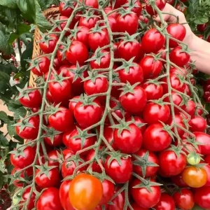 Waterfall Cherry Tomato Seeds - 150+ Ultra Sweet Non-GMO Seeds for Outdoor Gardens - Image 3