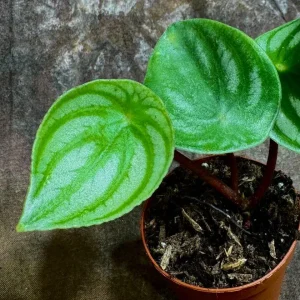 Watermelon Peperomia Live Plant - 2 inch Nursery Pot - Indoor Houseplant - Image 2