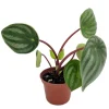 Watermelon Peperomia Live Plant – 2 inch Pot – Potted Houseplant - Image 1