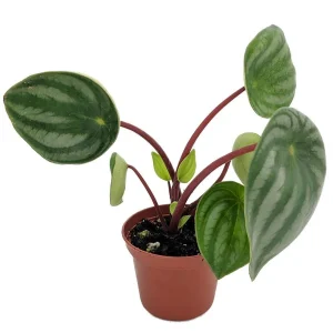 Watermelon Peperomia Live Plant – 2 inch Pot – Potted Houseplant - Image 1