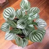 Watermelon Peperomia Live Plant – 4 inch Pot – Easy Care Indoor Houseplant - Image 1