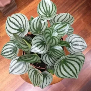 Watermelon Peperomia Live Plant – 4 inch Pot – Easy Care Indoor Houseplant - Image 3