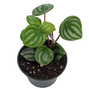 Watermelon Peperomia Live Plant - 4 inch Pot - Indoor Houseplant - Image 2