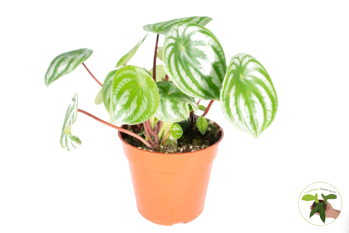 Watermelon Peperomia Live Plant - 4 inch Potted Houseplant - Indoor - Image 1