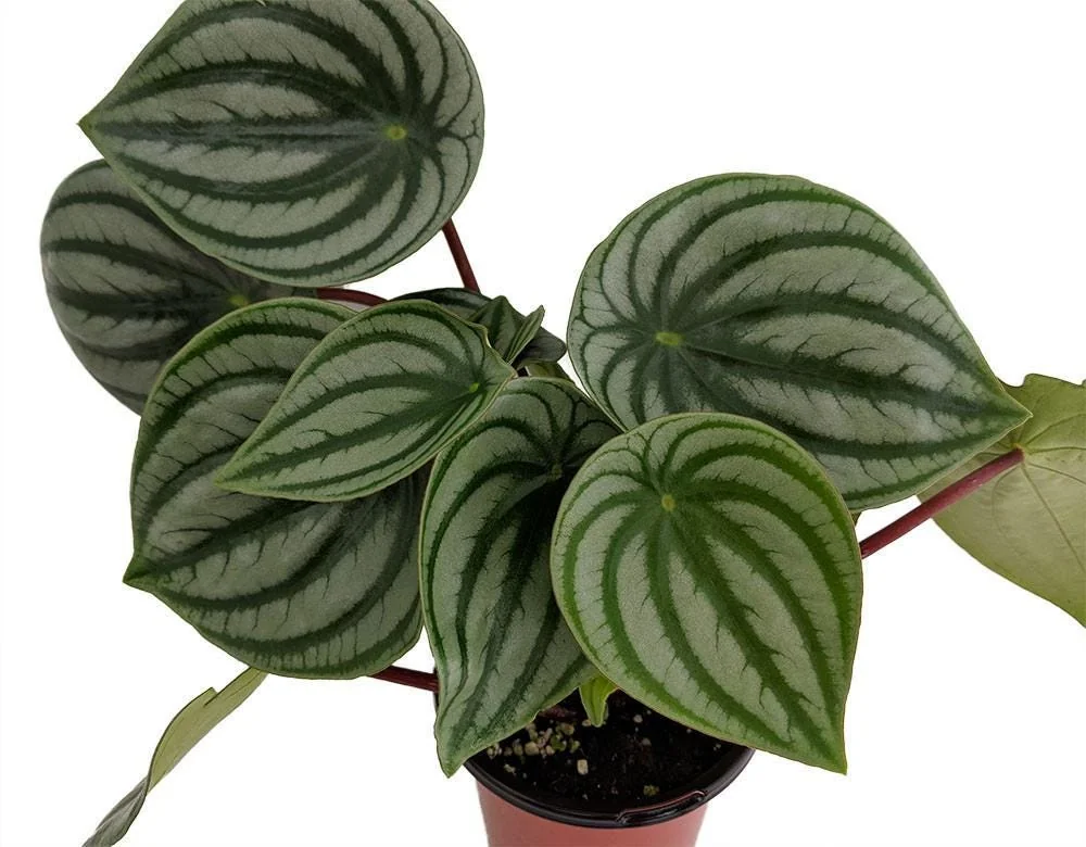 Watermelon Peperomia Live Plant - 6 inch Hanging Basket, Indoor - Image 2
