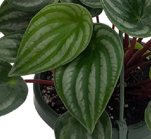 Watermelon Peperomia Live Plant - 6 inch Hanging Basket, Indoor - Image 3