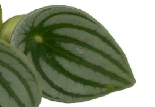 Watermelon Peperomia Live Plant - 6 inch Hanging Basket, Indoor - Image 4