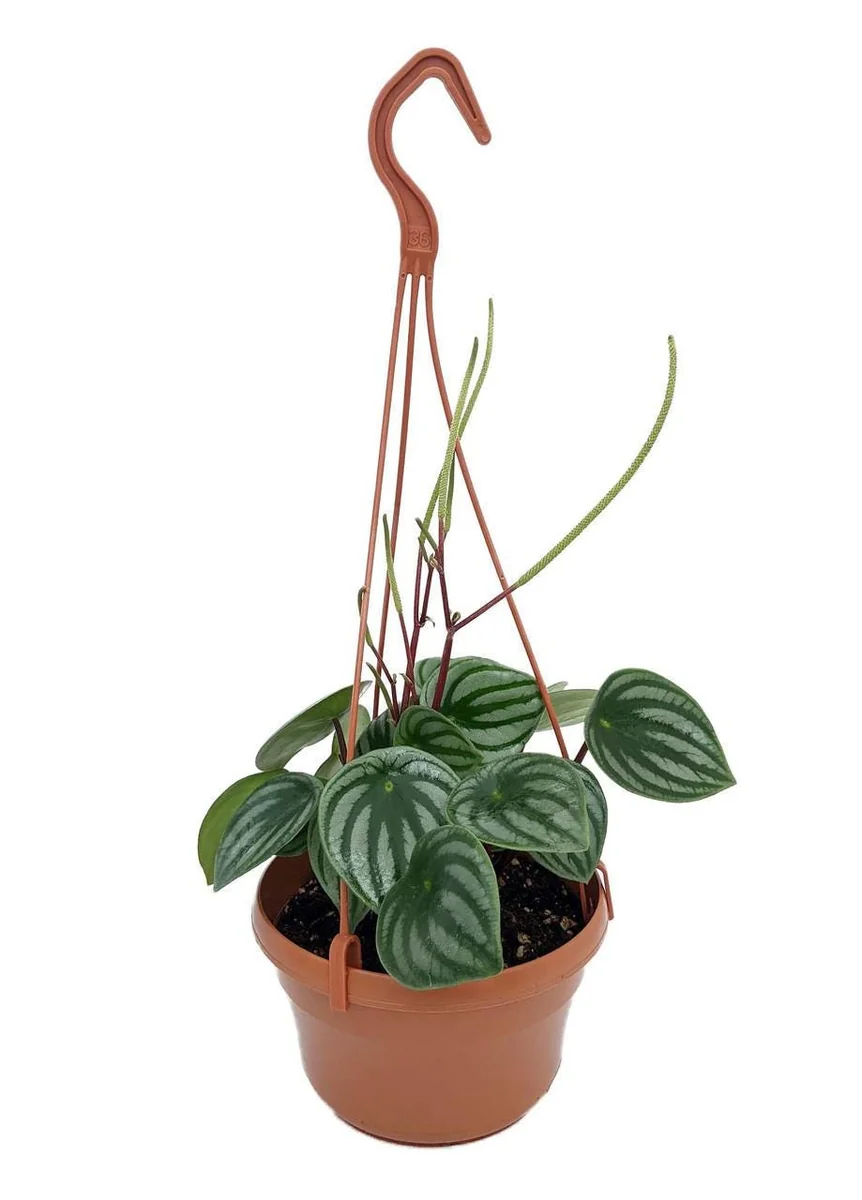 Watermelon Peperomia Live Plant - 6 inch Hanging Basket, Indoor - Image 1