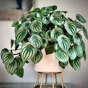 Watermelon Peperomia Live Plant - Houseplant in 4 inch Pot, Green Silver Leaves, Indoor - Image 2