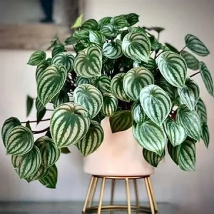 Watermelon Peperomia Live Plant - Houseplant in 4 inch Pot, Green Silver Leaves, Indoor - Image 5