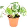 Watermelon Peperomia Live Plant - Peperomia argyreia - 4 inch Potted Houseplant - Image 1