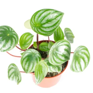 Watermelon Peperomia Live Plant - Peperomia argyreia - 4 inch Potted Houseplant - Image 2