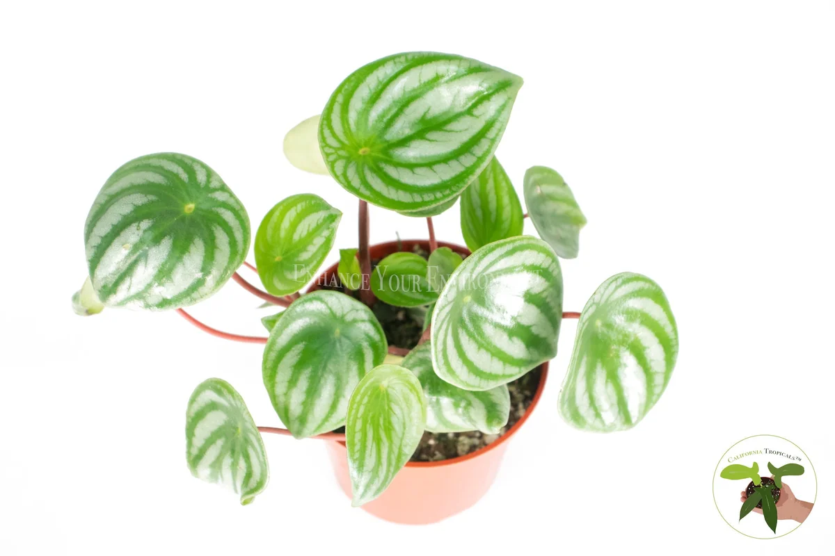 Watermelon Peperomia Live Plant - Peperomia argyreia - 4 inch Potted Houseplant - Image 2