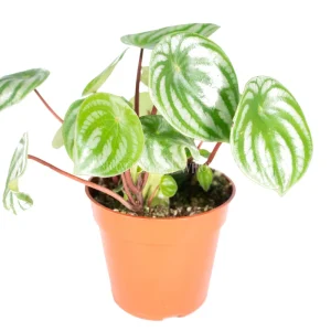 Watermelon Peperomia Live Plant - Peperomia argyreia - 4 inch Potted Houseplant - Image 1