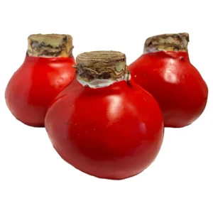 Waxed Amaryllis Bulb 3-Pack - Red Lion Amaryllis, 28/30cm, Red, Indoor Holiday Decor - Image 2