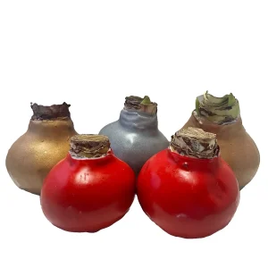Waxed Amaryllis Bulb 5 Pack - Assorted Holiday Gift Bundle 28/30cm - Image 2