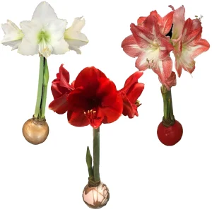Waxed Amaryllis Bulb Collection 28/30cm - 3 Bulbs Red Victory, White Denver, Minerva for Holiday Gift - Image 1