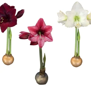 Waxed Amaryllis Bulb Holiday Collection - Black Pearl, Denver, Revelation - Size 26/28 - 3 Bulbs - Image 1