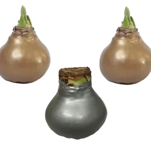 Waxed Amaryllis Bulb Holiday Collection - Black Pearl, Denver, Revelation - Size 26/28 - 3 Bulbs - Image 2