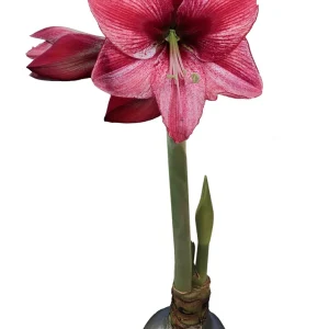 Waxed Amaryllis Bulb Holiday Collection - Black Pearl, Denver, Revelation - Size 26/28 - 3 Bulbs - Image 4