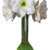 Waxed Amaryllis Bulb Picasso 32/34 - Indoor Flowering Bulb - Image 1
