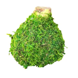 Waxed Amaryllis Bulb Picasso 32/34 - Indoor Flowering Bulb - Image 2