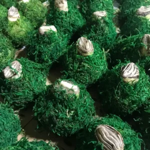 Waxed Amaryllis Bulb Picasso 32/34 - Indoor Flowering Bulb - Image 3