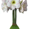 Waxed Amaryllis Bulb Picasso, Size 32/34, No Water & Soil Needed - Image 1