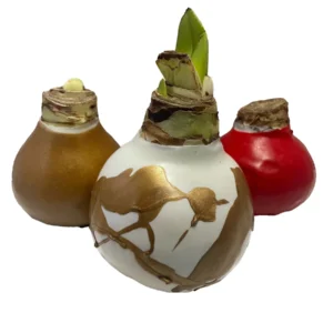 Waxed Amaryllis Bulbs Holiday Collection 28/30cm - Red, White, Minerva - 3 Bulbs - Image 2