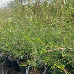 Waxflower 'Jupiter Solar' Live Plant - Chamelaucium uncinatum - 1 Foot Tall - Image 2