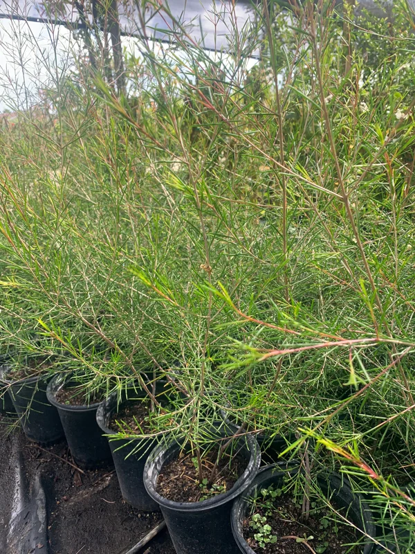 Waxflower 'Jupiter Solar' Live Plant - Chamelaucium uncinatum - 1 Foot Tall - Image 2