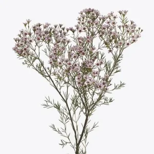 Waxflower 'Jupiter Solar' Live Plant - Chamelaucium uncinatum - 1 Foot Tall - Image 1